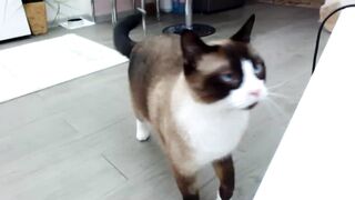 Bratty_Dya - Private  [Myfreecams] sexmachine bigbutt fucked-hard