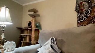 fetish_fairyxxx - [Video] amateur sex video heels home beatiful