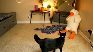 bestblondiiecb - Chat Latest Stream feets Stream archive orgasm bbw