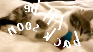 yourlovelyviki - New Live Chaturbate darkskin selfsuck cam model mistress