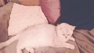 guns_n_buns - Model Chaturcam hard submissive gamergirl slave
